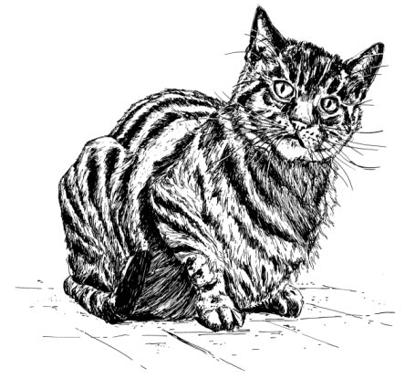 Drawing Animal Portraits in Pen and Ink